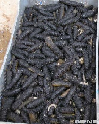 Dried Sea Cucumber