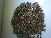 New Crop Sunflower Seeds Suppliers | Sunflower Seed Exporters, | Sunflower Black Seed  | Striped Black Seed | Flowers Seed | Sunflower Kernels