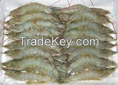 Vannamei Shrimp