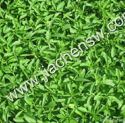 Stevia Extract