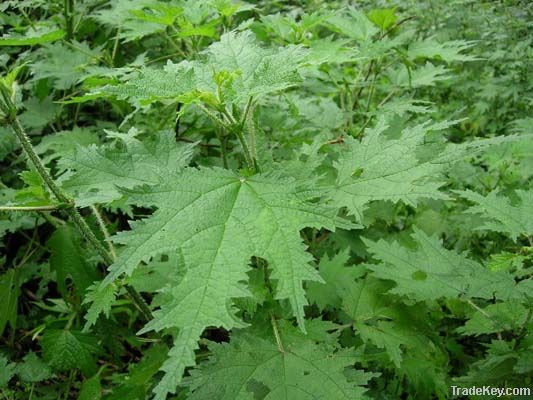 Nettle Extract Powder