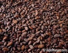 Cocoa Beans