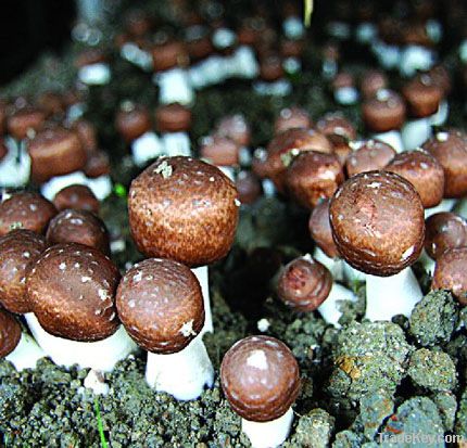 Agaricus blazei Murill Extract