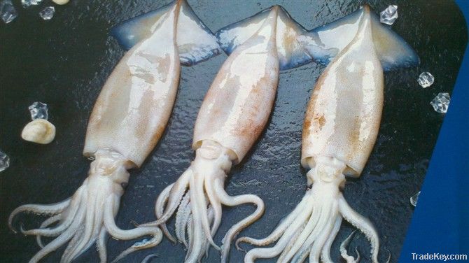 frozen squid whole round