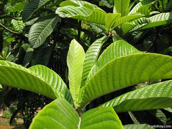 Loquat Leaf Extract