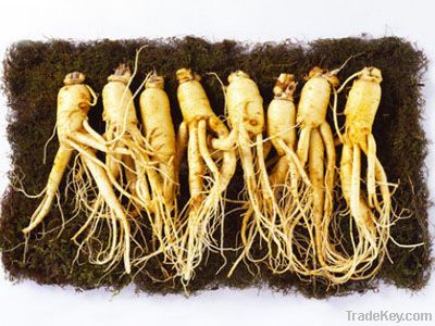 Ginseng extract-ginsenoside