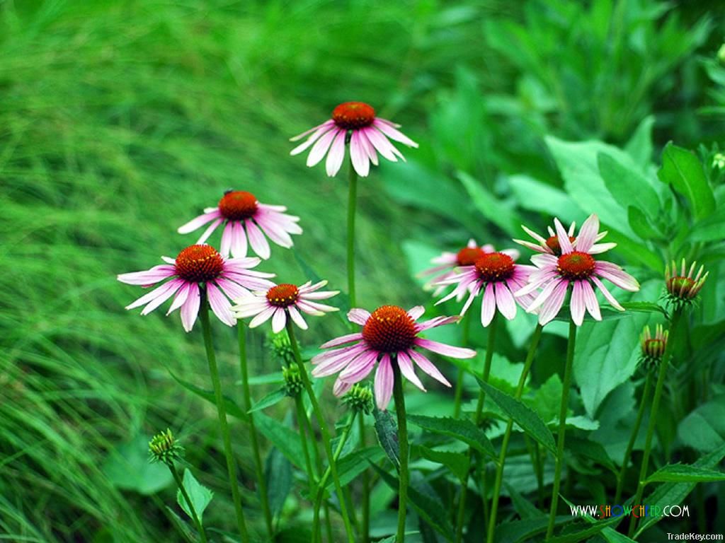 Echinacea Extract