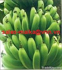 Cavendish banana