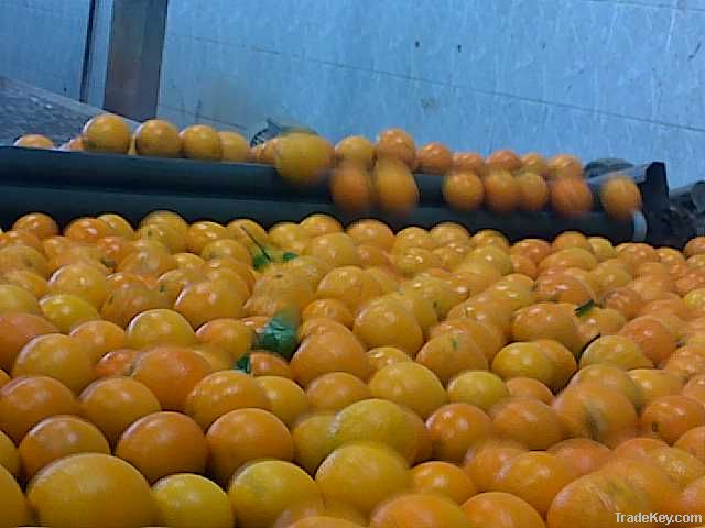 Fresh Egyptian Orange