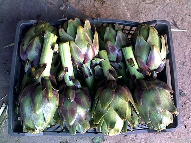 Fresh Egyptian Artichoke