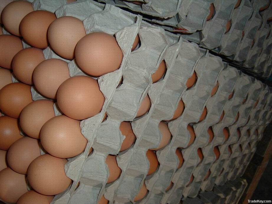 Fresh Brown Eggs For Sale