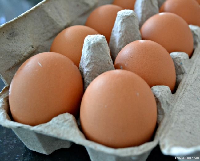 Fresh Brown Eggs For Sale