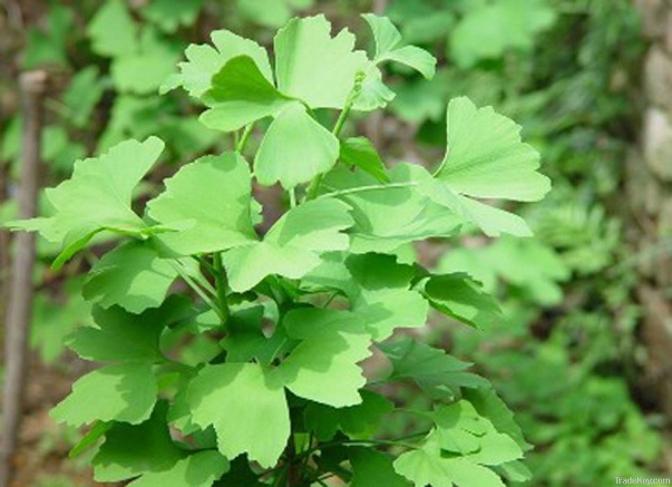 Ginkgo Biloba Extract 24%/6%/<1ppm