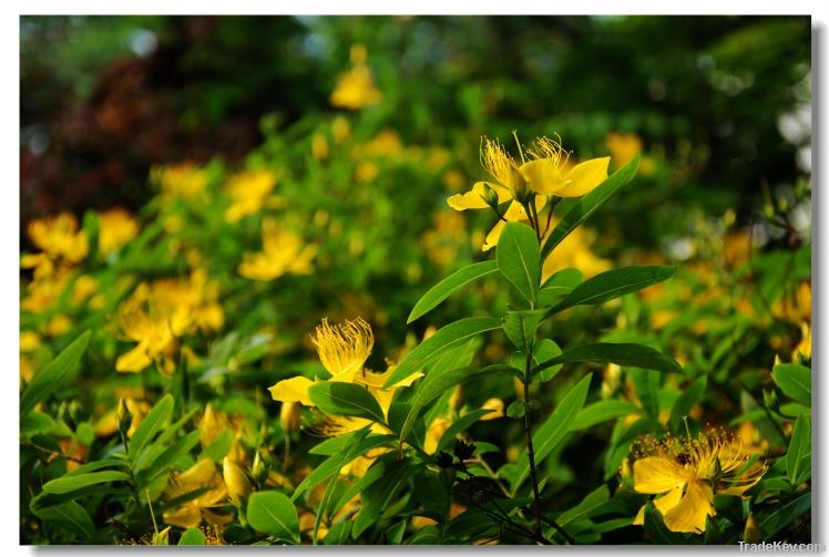 St.John&#039;s wort Extract