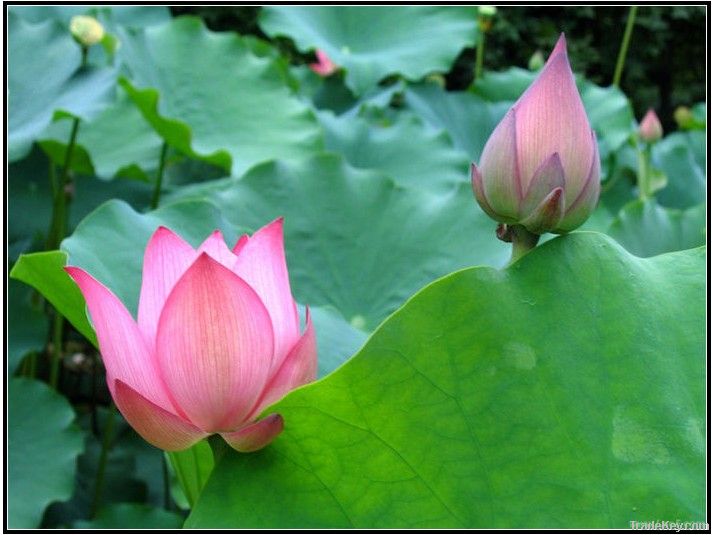 lotus leaf extract