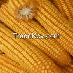 Maize