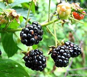 Black Berry Seed