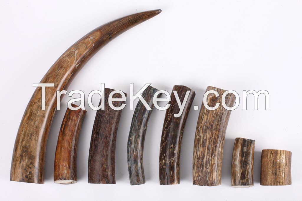 Mammoth ivory (Mammuthus primigenius) - sample products