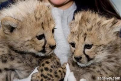 Cheetah Cubs, Cougar Cubs, Lion Cubs and Tigers Cubs For Sale