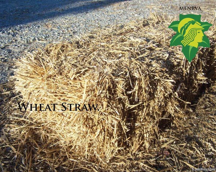 Wheat Straw