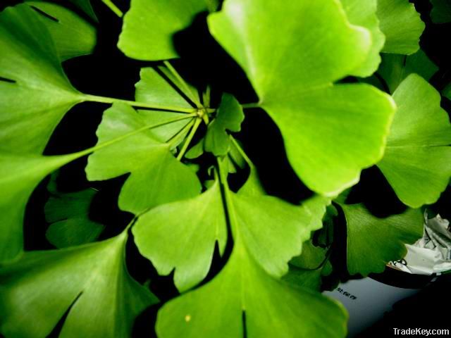 Ginkgo Biloba P.E