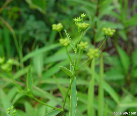 St. John 's Wort Extract