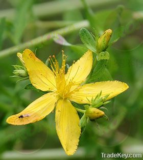 St. John 's Wort Extract