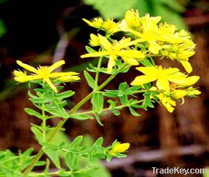 St. John 's Wort Extract