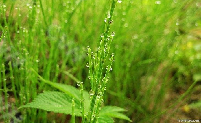 Horsetail Extract