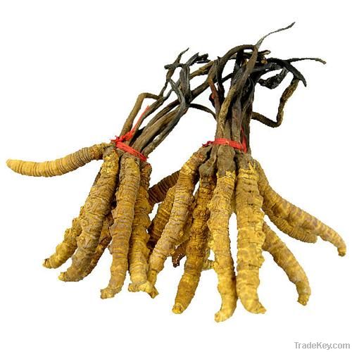 Cordyceps mycelium Powder
