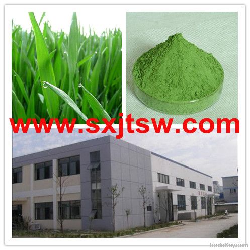 Wheat Grass juice powder