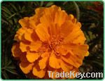 Lutein-Marigold Extract