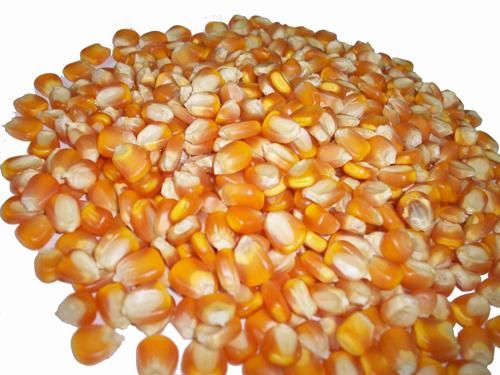 Yellow Corn / maize for animal Feed
