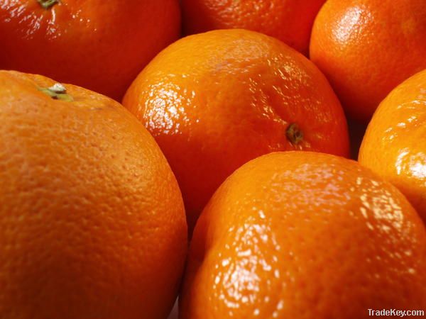 Fresh Mandarins