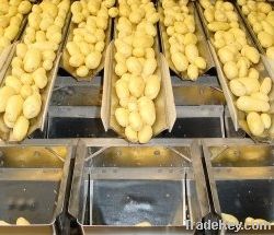 Fresh Potatoes