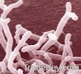 Bifidobacterium