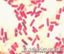 Bacillus Subtilis &amp; Bacillus Licheniformis