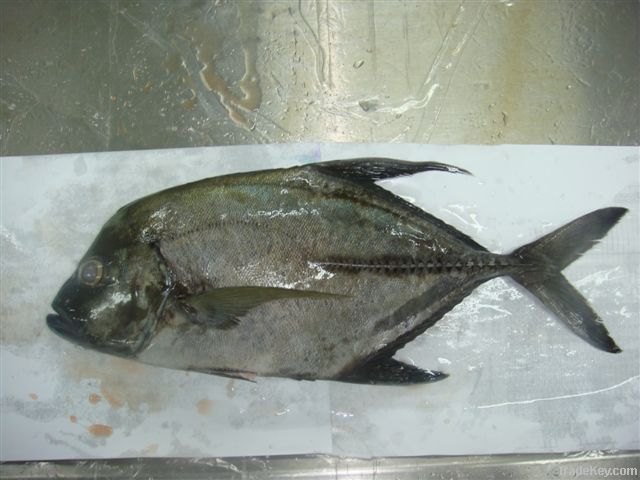 Grouper , Red snapper, emperor