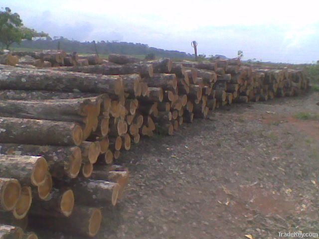 TEAK LOGS OFFER FROM ECUADOR  (Tectona grandis)