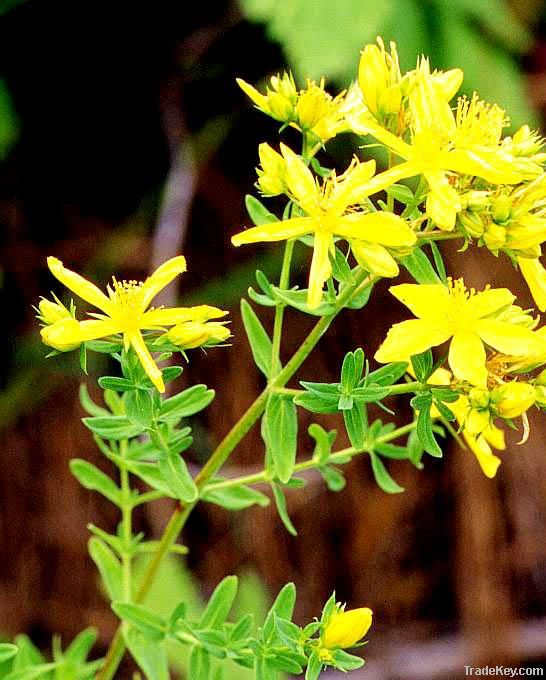 Hypericum Perforatum P. E