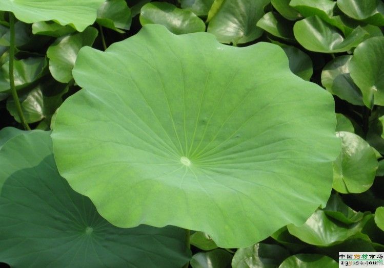 Lotus Leaf Extract