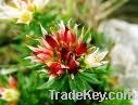 Rhodiola Rosea P. E