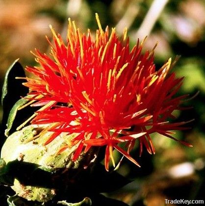 Safflower Extract