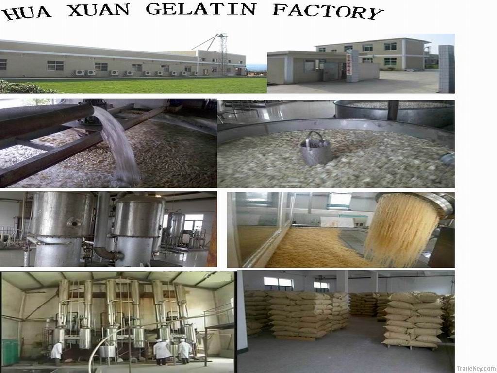 220bloom hogskin gelatin for food production