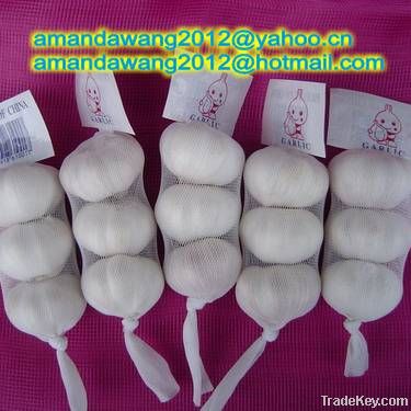 China fresh normal white garlic