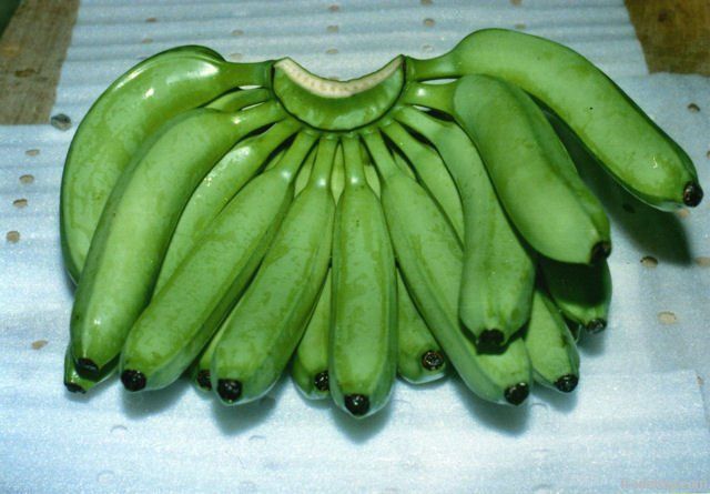 Fresh Bananas