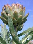 Artichoke Leaf *****