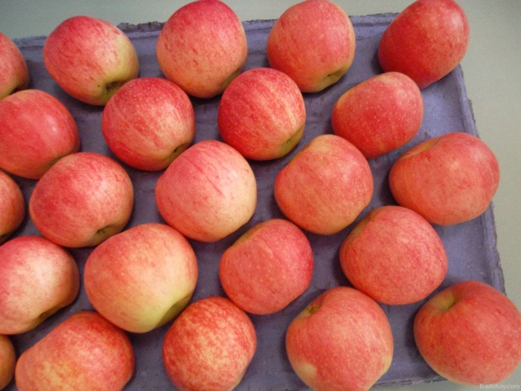 Yantai Quanshi New Season Red Gala Apple--Best Price