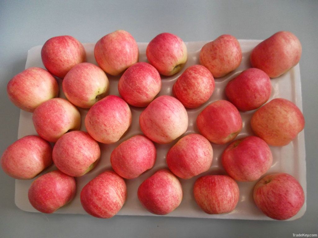 Yantai Quanshi New Season Red Gala Apple--Best Price