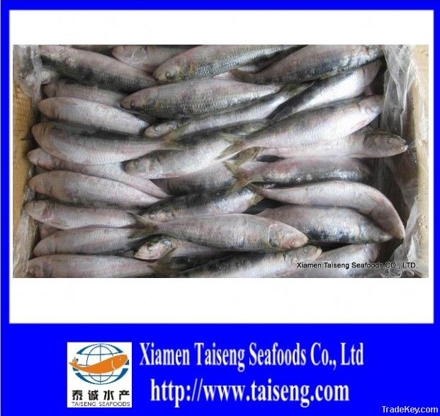 BQF High Quality Frozen Fish Chilled Sardine